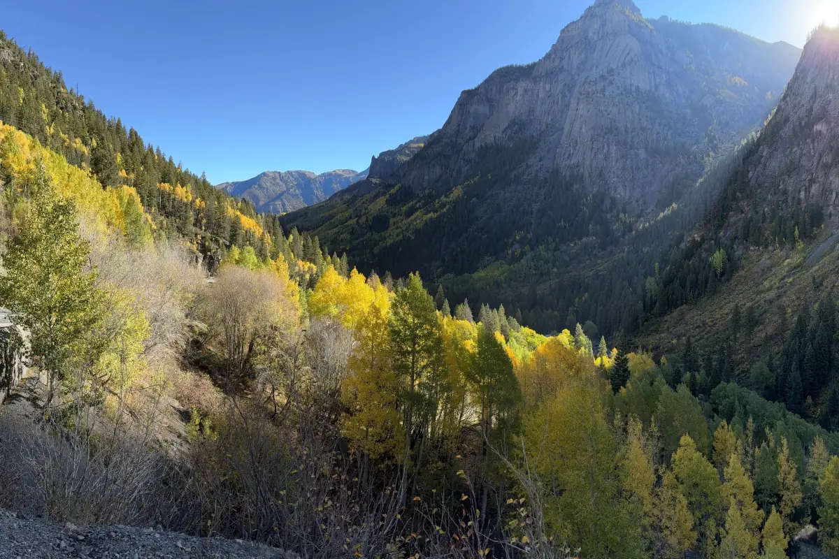 Fall aspens along Camp Bird Road