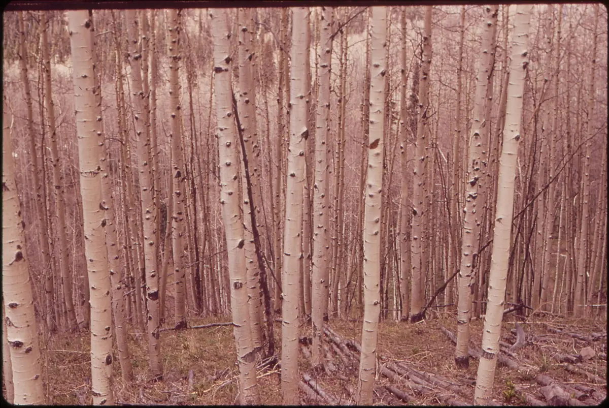 Aspens at Owl Creek Pass, 1972