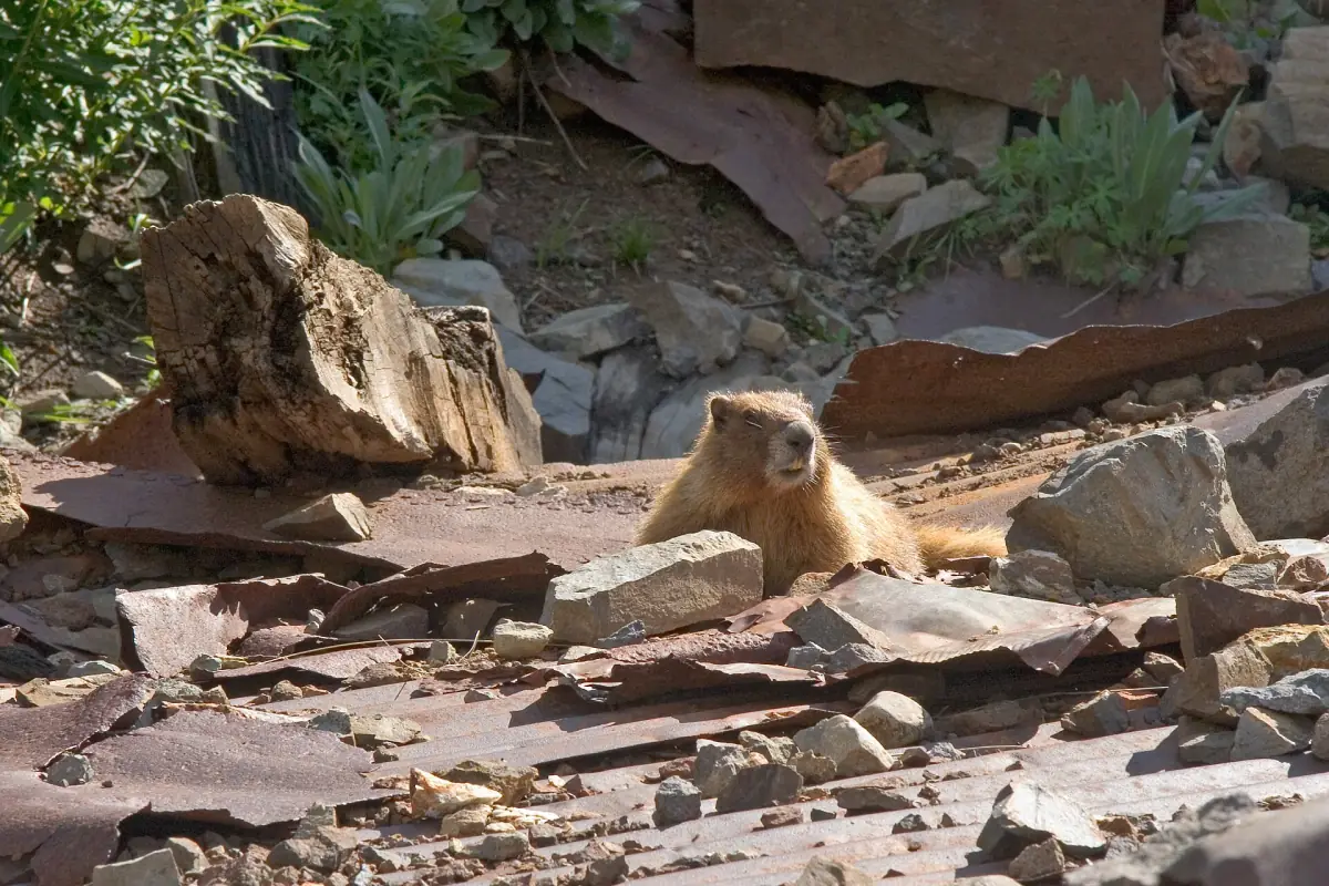 A yellow-bellied marmot peeks out of the rusted sheet metal of a collapsed mine building at the bottom of Twin Falls.