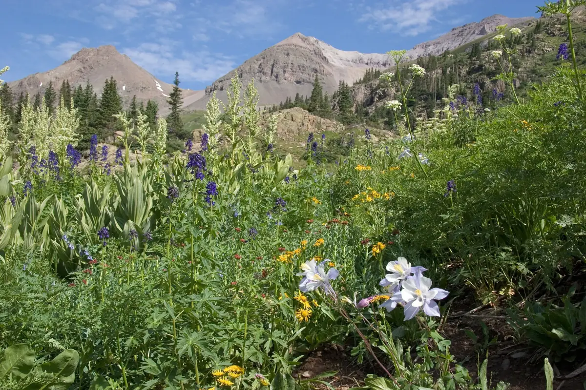 Yankee Boy Basin